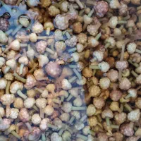 گلسیر|خوردنی و آشامیدنی|لنگرود, |دیوار