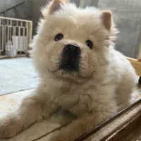 واگذاری توله چاو چاو