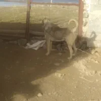 سگ سرابی|سگ|زنجان, |دیوار