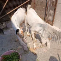 نر و ماده جفت