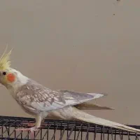 عروس هلندی نر مرواریدی یکساله آماده