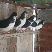 کفتر ‌پرشی‌‌معاوضه‌‌باکبود