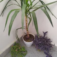 تعدادی گل باگلدان