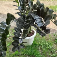 زاموفیلیا بلک