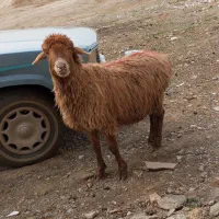 میش|حیوانات مزرعه|مشهد, ویلاشهر|دیوار