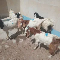 ۵ تا بزغاله ماده چاق