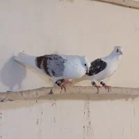ماده کاغذی  شو آبی هام