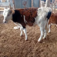 گوساله سیمینتال|حیوانات مزرعه|انبارآلوم, |دیوار