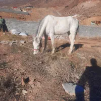 مادیون کلاسی جوان ۶ ساله