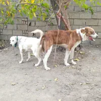 سگ آلابای روس|سگ|گنبد کاووس, |دیوار