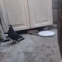 زاغ نر سفت دور|پرنده|اهواز, آریاشهر|دیوار