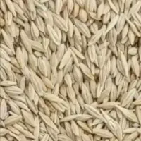 صد کیلو جو در گویم،