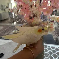 فروش عروس کاملا رام و دستی|پرنده|مشگین شهر, |دیوار