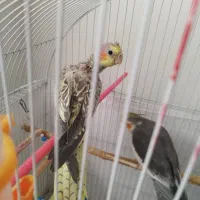 جفت عروس هلندی نر ماده با جوجه ۲ ماهه و دو تا تخم