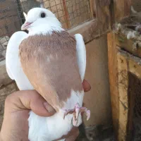 کبوتر|پرنده|آباده, |دیوار