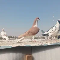 کبوتر پرنده