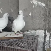 کفتر|پرنده|شیروان (خراسان), |دیوار