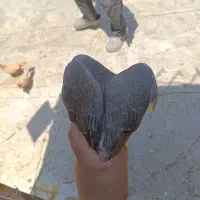 ساده کفتر