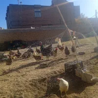 بوقلمون طبیعی