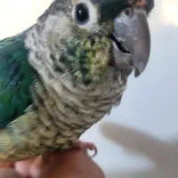 طوطی رد چیک  تراکوئیس  گرینچیک  سخنگو