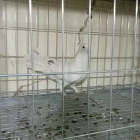 صدادار ماده