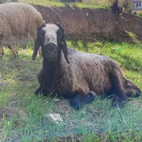 قوچ اصیل شال