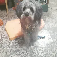 سگ شیتزو ماده شناسنامه دار فقط به خانم