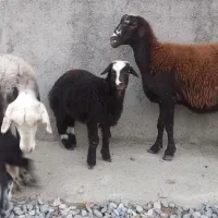 گوسفند جنس دار