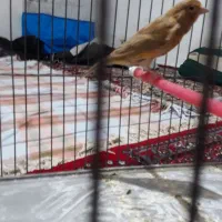 قناری اوپال