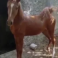 جهت فروش