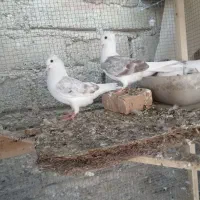 کبوتر