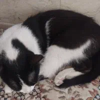گربه برای واگزار رایگان