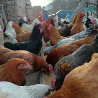 تخم مرغ ارگانیک