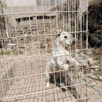 سگ پا کوتاه|سگ|بندر گناوه, |دیوار