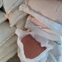 گندم وجودیم