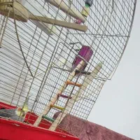 گمشده، مژدگانی میدم