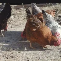 مرغ محلی|حیوانات مزرعه|گلمکان, |دیوار