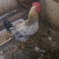 سلام خروس محلی|حیوانات مزرعه|محمدشهر, شهرک پیام (مهرالبرز)|دیوار