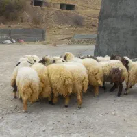 ۱۸ بره چاق و ریز قلم سفید کاور مشتری پسند|حیوانات مزرعه|ایلام, |دیوار