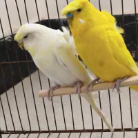 جفت مرغ عشق پروانه ای