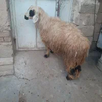 میش قوچ بره|حیوانات مزرعه|مرودشت, رامجرد یک|دیوار