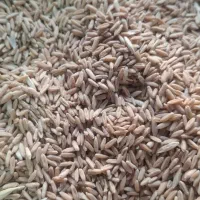 گندم دیم درجه یک