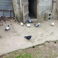 کبوتر پرشی|پرنده|صومعه‌سرا, |دیوار