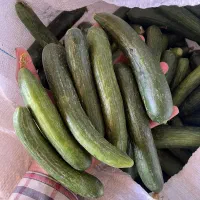 خیار تازه