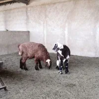 بره ماده