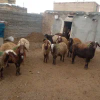 معاوضه با ماشین|حیوانات مزرعه|سلیمان, |دیوار