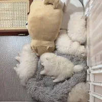 سگ مینی تیکاپ فنجونی %30 off ویژه تا اخر هفته|سگ|اصفهان, شاهد|دیوار