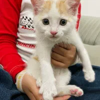 واگذاری رایگان