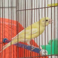 جوجه قناری نر برای معاوضه