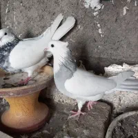 طوقی|پرنده|هرسین, |دیوار